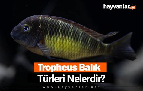 tropheus balık çeşitleri